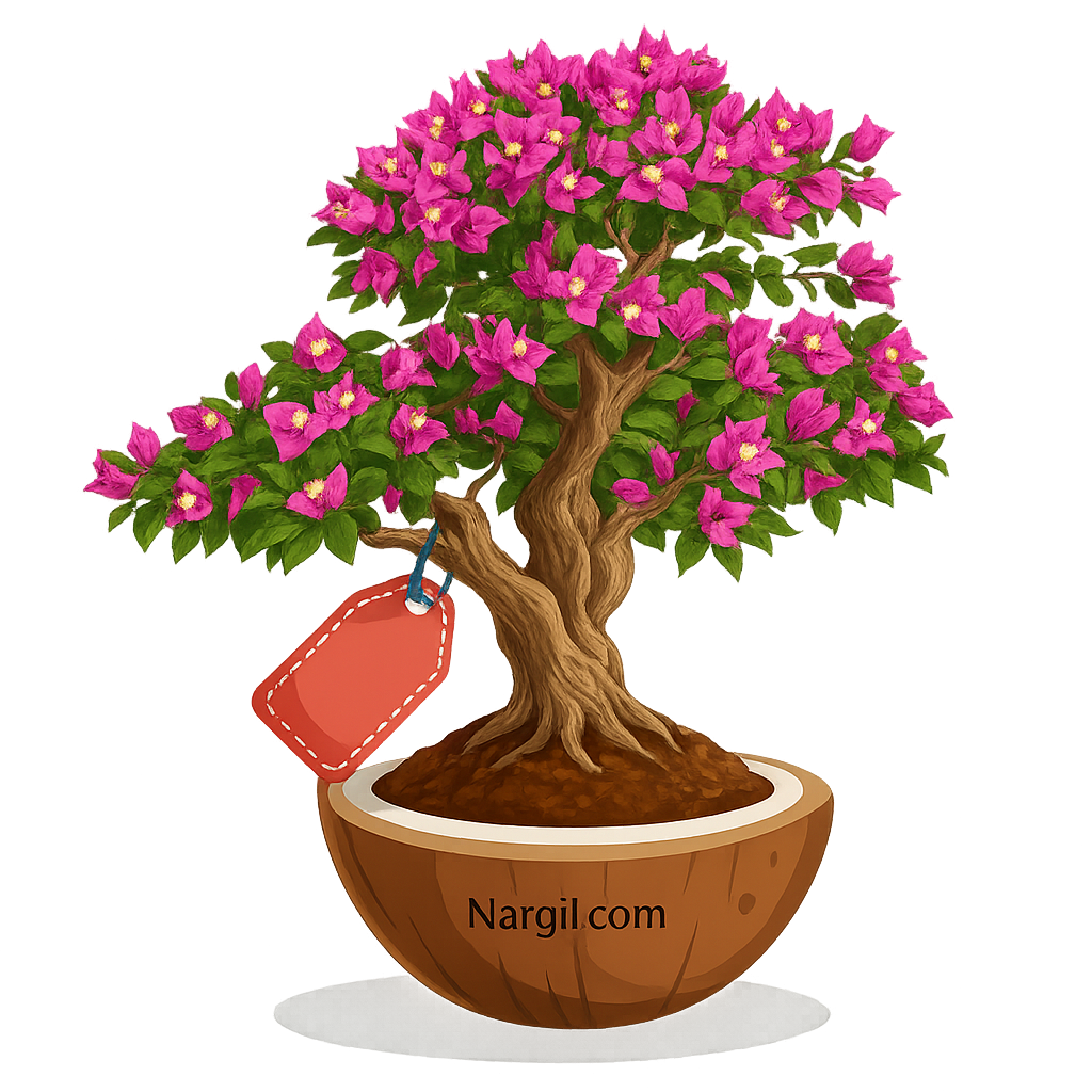Nargil_Bougainvillea Glabra Bonsai